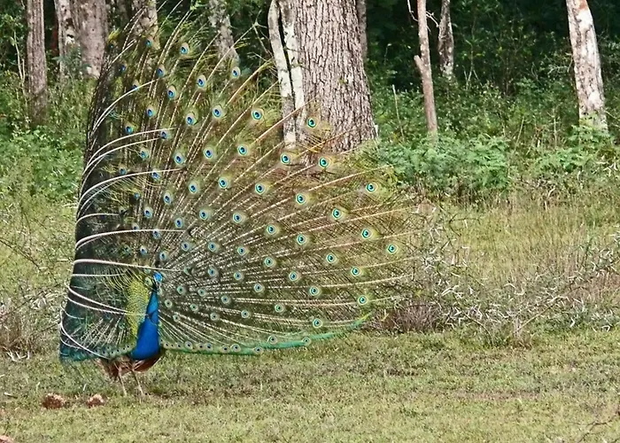 Big Game - Wilpattu By Eco Team