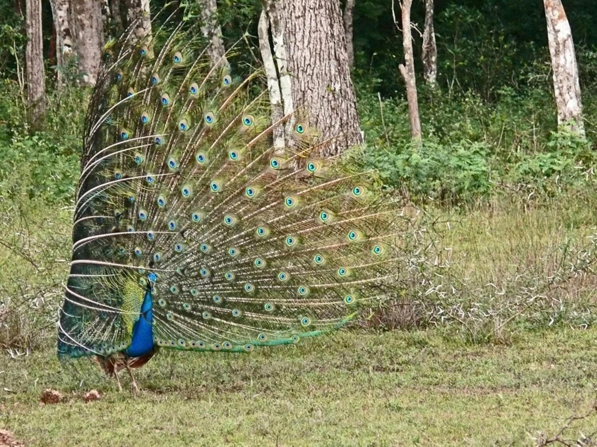 Big Game - By Eco Team Wilpattu