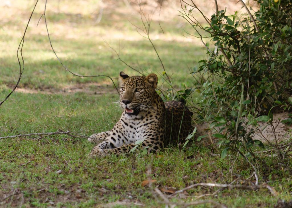 Luxury tent Big Game - By Eco Team Wilpattu