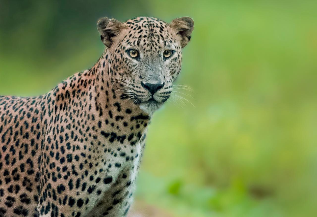 Big Game - By Eco Team Luxury tent 3*